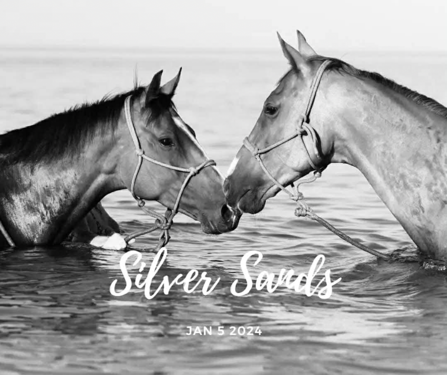 Two horses touching noses in the water